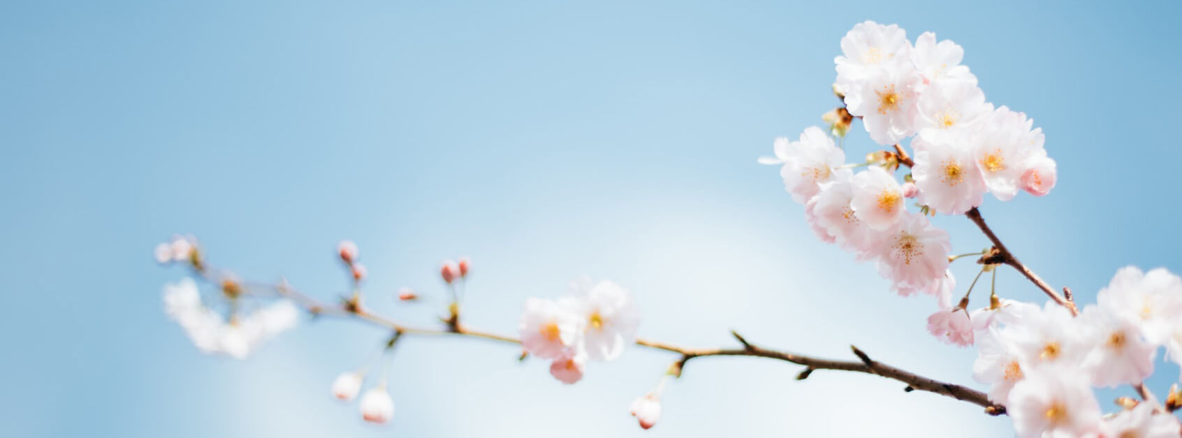 怜夏